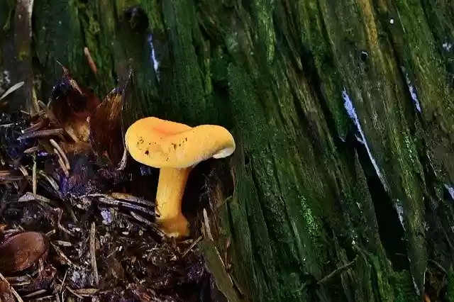 Free download Forest Nature Small Mushroom -  free free photo or picture to be edited with GIMP online image editor