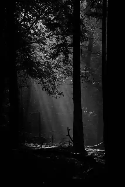 Free download forest nature trees sunrise free picture to be edited with GIMP free online image editor