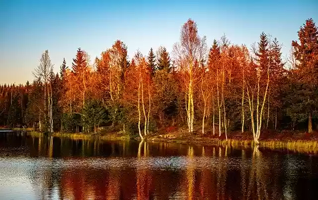 Free download Forest Norway Nature -  free photo or picture to be edited with GIMP online image editor