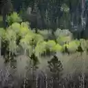 Forest of changing leaves  screen for extension Chrome web store in OffiDocs Chromium