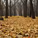 Forest of fallen leaves  screen for extension Chrome web store in OffiDocs Chromium