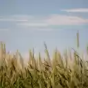 Forest of towering reeds  screen for extension Chrome web store in OffiDocs Chromium