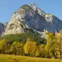 Forest of yellow leaves  screen for extension Chrome web store in OffiDocs Chromium