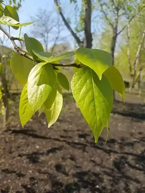 Free download Forest Park Spring -  free photo or picture to be edited with GIMP online image editor