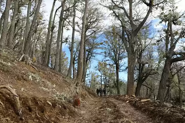 Free download Forest Patagonia Landscape -  free free photo or picture to be edited with GIMP online image editor