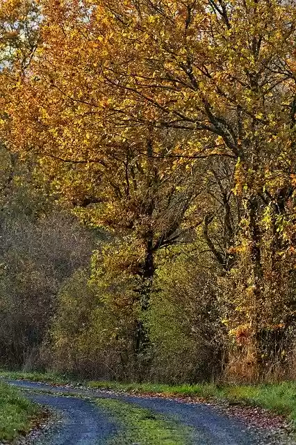 Free download Forest Path Fall Colors Yellow -  free free photo or picture to be edited with GIMP online image editor