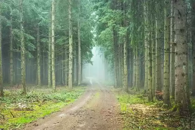 Free download Forest Path Foggy Trueb -  free photo or picture to be edited with GIMP online image editor