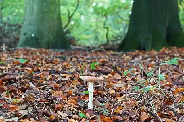Free download Forest Path Mushroom Autumn -  free free photo or picture to be edited with GIMP online image editor