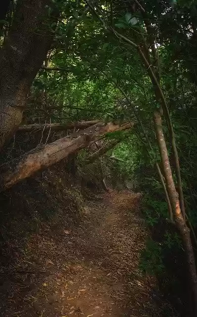 Free download Forest Path Trail -  free photo or picture to be edited with GIMP online image editor