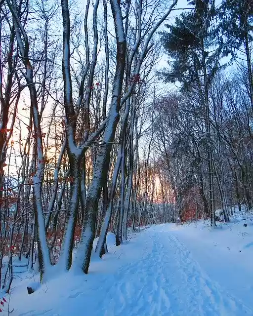 Free download Forest Path Trees -  free photo or picture to be edited with GIMP online image editor