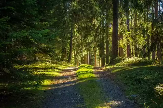 Free download forest path trees nature outdoors free picture to be edited with GIMP free online image editor
