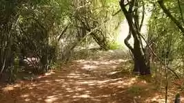 Free download Forest Path Walk -  free video to be edited with OpenShot online video editor