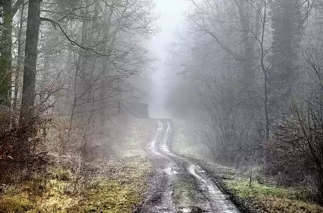 Free download Forest Path Winter -  free photo or picture to be edited with GIMP online image editor