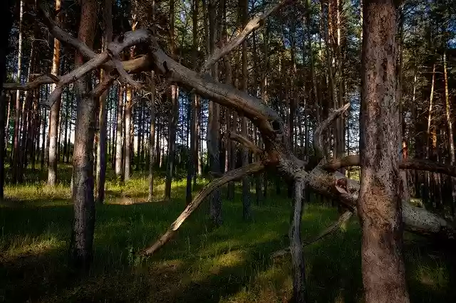 Free download Forest Pine Trees -  free photo or picture to be edited with GIMP online image editor
