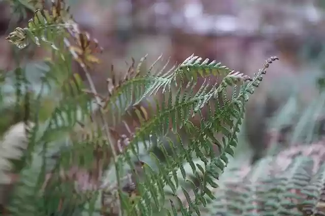 Free download Forest Rain Tree -  free photo or picture to be edited with GIMP online image editor