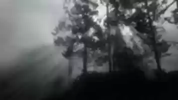 Free download Forest, Red Dead Redemption 2 Screenshot free photo or picture to be edited with GIMP online image editor
