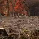 Forest regeneration  screen for extension Chrome web store in OffiDocs Chromium