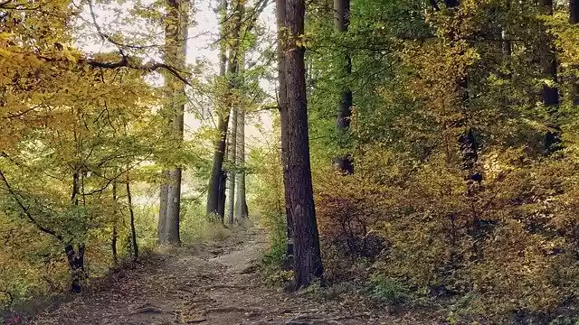Free download Forest Road Autumn -  free photo or picture to be edited with GIMP online image editor