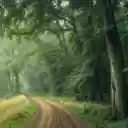 FOREST ROAD Theme  screen for extension Chrome web store in OffiDocs Chromium