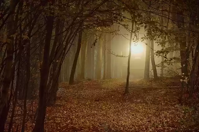 Free download Forest Sheet Autumn -  free photo or picture to be edited with GIMP online image editor