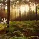 Forest Sherwood Forest Sunlight Desktop Wallp  screen for extension Chrome web store in OffiDocs Chromium