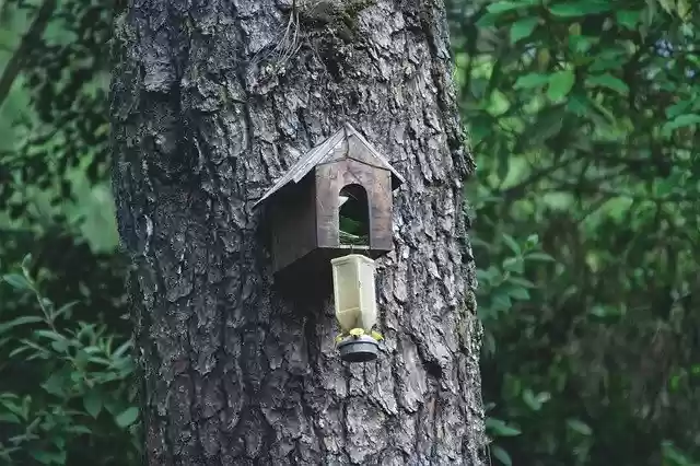 Free download Forests House Of Birds Birdhouse -  free photo or picture to be edited with GIMP online image editor