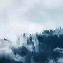 forest shrouded in early morning mist  screen for extension Chrome web store in OffiDocs Chromium