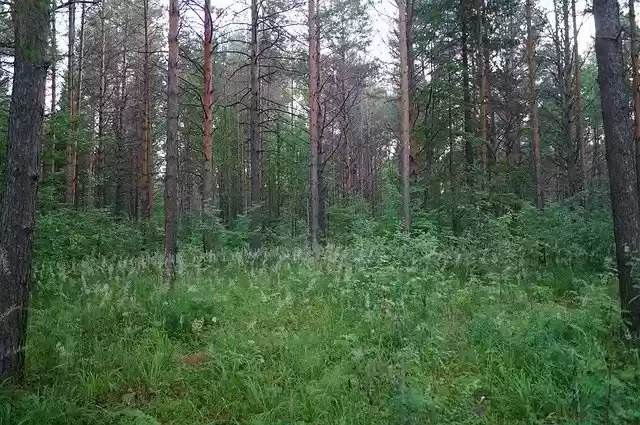 Free download Forest Silence Nature -  free photo or picture to be edited with GIMP online image editor