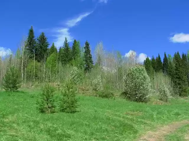 Free download Forest Sky Spring -  free photo or picture to be edited with GIMP online image editor