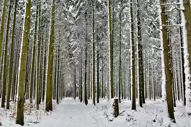Free download Forest Snow Nature -  free photo or picture to be edited with GIMP online image editor