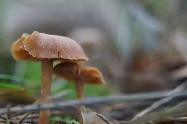 Free download Forest Sponge Autumn -  free photo or picture to be edited with GIMP online image editor