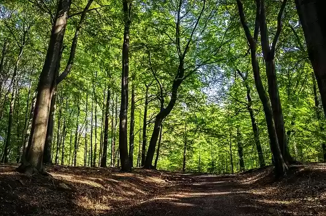 Free download Forest Summer Landscape -  free photo or picture to be edited with GIMP online image editor