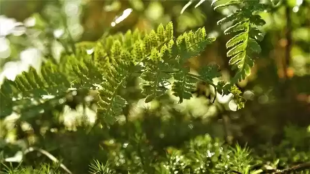 Free download Forest Sunlight Autumn -  free photo or picture to be edited with GIMP online image editor