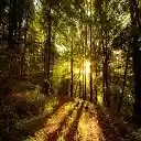 Forest Sunrise  screen for extension Chrome web store in OffiDocs Chromium