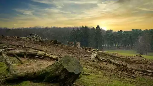 Free download forest sunrise deforestation goats free picture to be edited with GIMP free online image editor