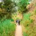 Forest trail  screen for extension Chrome web store in OffiDocs Chromium