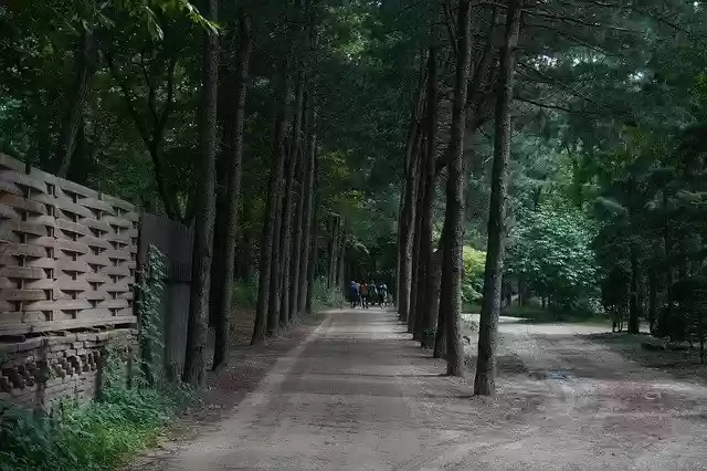 Free download Forest Travel Scenery -  free photo or picture to be edited with GIMP online image editor