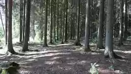 Forest Tree  screen for extension Chrome web store in OffiDocs Chromium