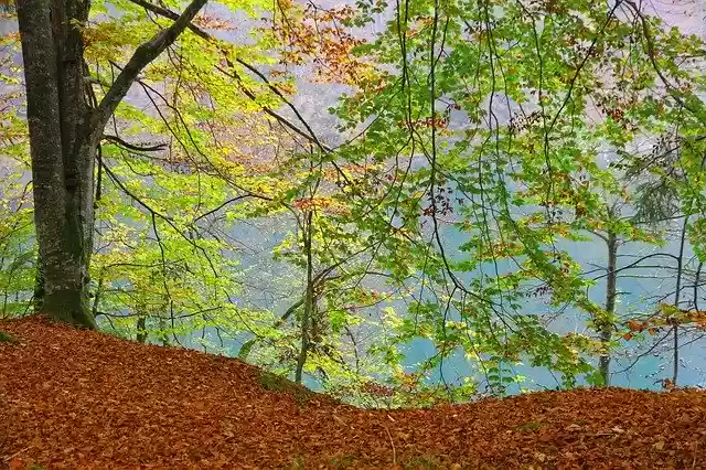 Free download Forest Tree Fall Foliage Indian -  free photo or picture to be edited with GIMP online image editor