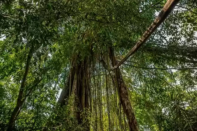 Muat turun percuma Forest Tree Jungle - foto atau gambar percuma percuma untuk diedit dengan editor imej dalam talian GIMP