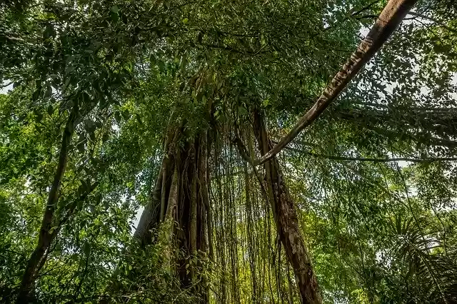 Free download Forest Tree Jungle -  free free photo or picture to be edited with GIMP online image editor