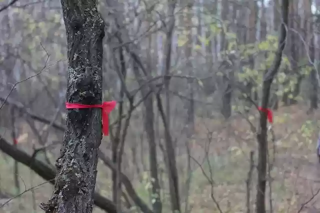 Бесплатно скачайте бесплатный шаблон фотографии Forest Tree Nature для редактирования с помощью онлайн-редактора изображений GIMP