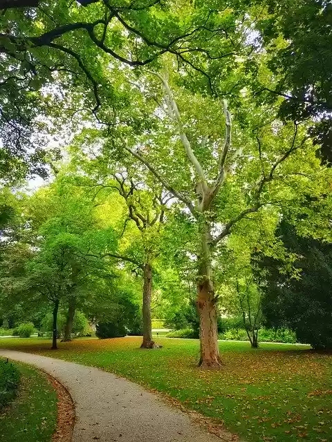Free download Forest Tree Nature Beginning Of -  free photo or picture to be edited with GIMP online image editor