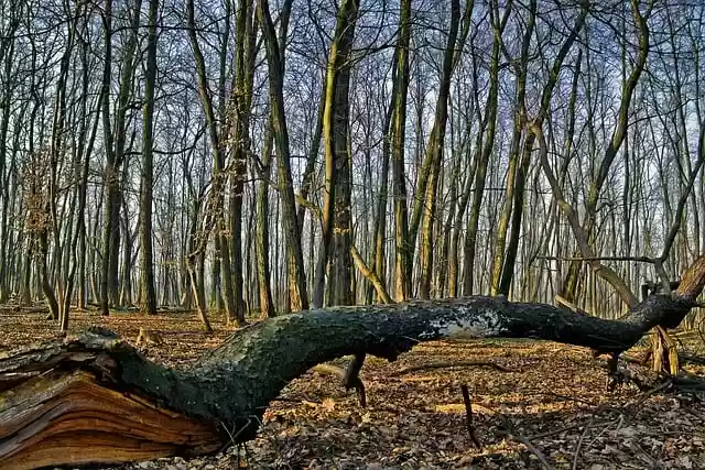 Free download forest trees autumn bare trees free picture to be edited with GIMP free online image editor