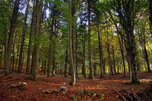 Free download forest trees autumn leaves trail free picture to be edited with GIMP free online image editor