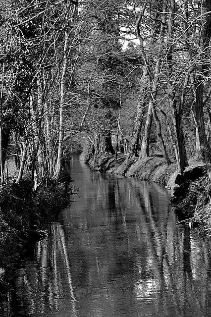 Free download Forest Trees Bach -  free free photo or picture to be edited with GIMP online image editor
