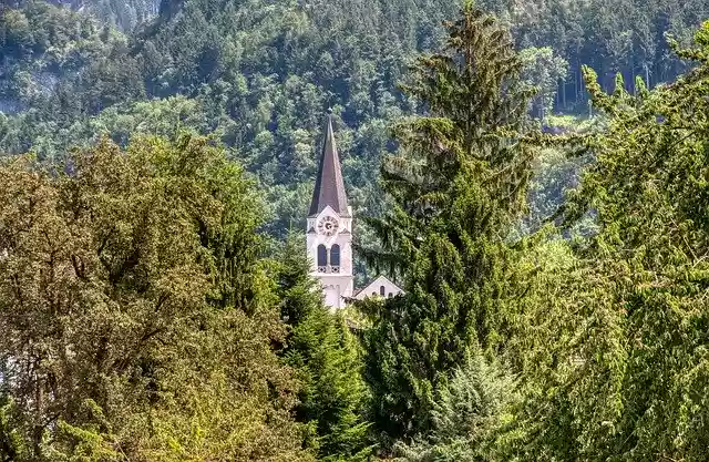 Free download Forest Trees Hidden -  free photo or picture to be edited with GIMP online image editor