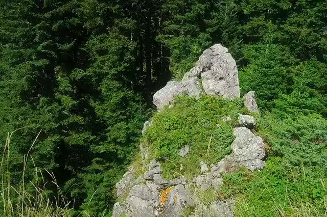 Free download Forest Trees Kennedy -  free photo or picture to be edited with GIMP online image editor