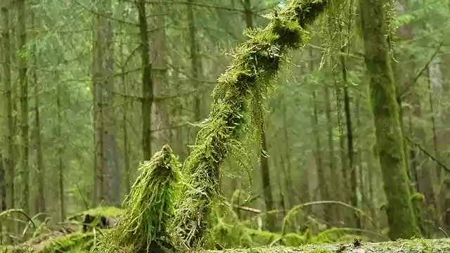 Free download Forest Trees Moist -  free photo or picture to be edited with GIMP online image editor