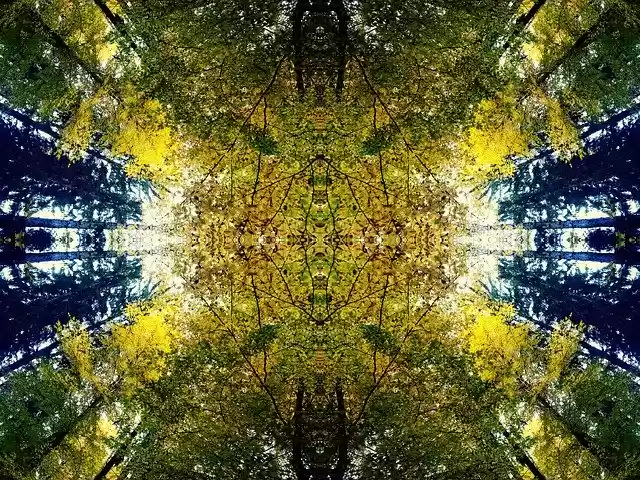 Free download Forest Trees Nature Branch -  free illustration to be edited with GIMP free online image editor